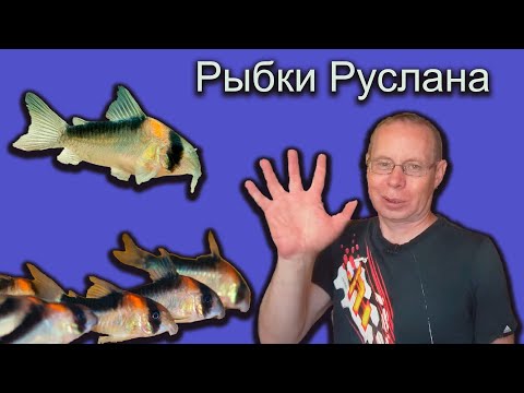 Видео: Рыбки Руслана г.Казань. Великое путешествие