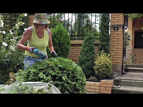 Видео: Стрижка туї, ножиці акумуляторні Gardena ComfortCut.