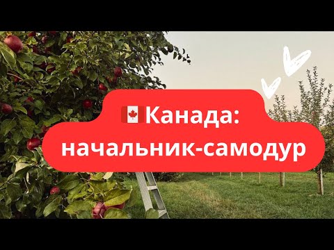 Видео: 🇨🇦Канада: начальник- самодур 🤡