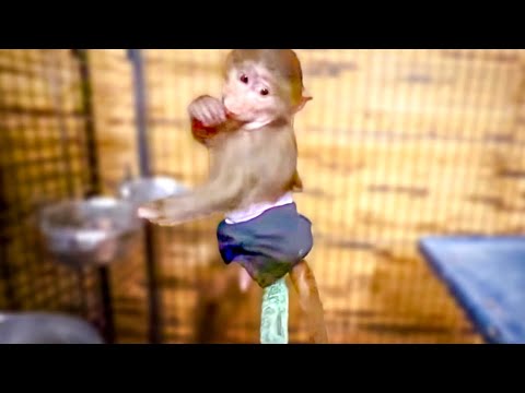 Видео: В нашем доме ОРГАНИЗОВАЛАСЬ БАНДА!Гангстеры Степа и Маня просто в наглую ГРАБЯТ попугаев Жору и Киру