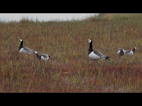 Видео: ГУСЬ ПЁР, КАК САРАНЧА! ЛУЧШИЕ МОМЕНТЫ ОХОТЫ НА ГУСЯ! ГУСЬ С КРИВОЙ ШЕЕЙ И КОЛЬЦОМ! ВТОРАЯ ЧАСТЬ!