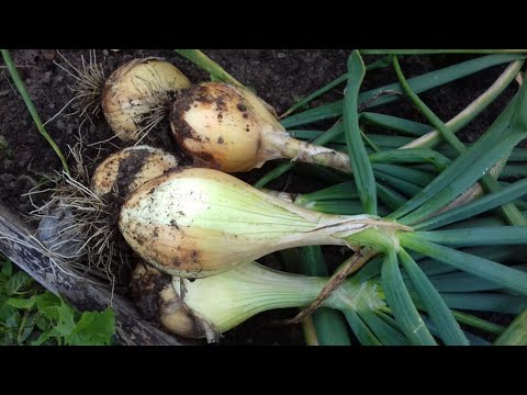 Видео: ЛУК ЭКСИБИШЕН от посадки до сбора урожая