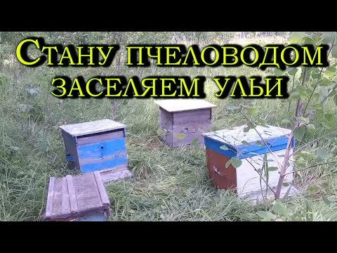 Видео: Начинающий пчеловод. Заселяем ульи