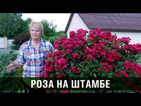 Видео: Штамбовая роза. Что обязательно знать выращивая розы на штамбе.