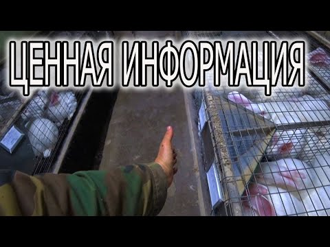 Видео: ЗАВОДИТЕ КРОЛИКОВ, СТРОИТЕ КЛЕТКИ?  В НАЧАЛЕ ПОСМОТРИТЕ !