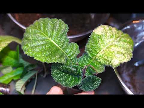 Видео: Переувлажнение стрептокарпусов. Причины, следствия. Рекомендации.