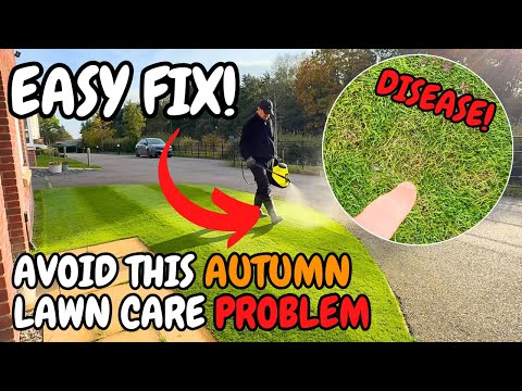 Видео: Как решить эту осеннюю проблему с газоном, пока не стало слишком поздно!
