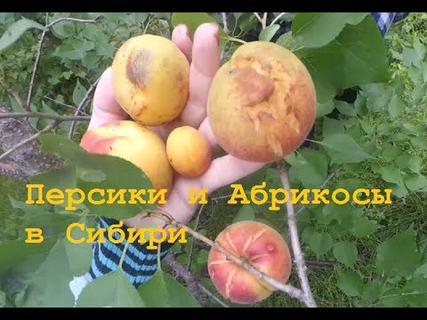 Видео: Персики и Абрикосы в Сибири//Известный сибирский садовод Железов ВК