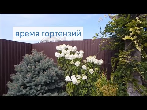 Видео: Ремонт.  Работы по саду .Розы.