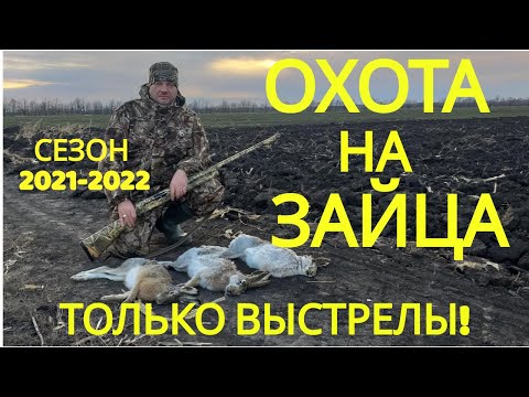 Видео: Охота на зайца. ЛУЧШИЕ МОМЕНТЫ! СЕЗОН 2021-2022
