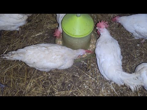 Видео: ПОЛЬЗА МОРКОВИ ДЛЯ КУР🔥СБОР ЯИЦ🥚ГНЕЗДО ИЗ КАНИСТРЫ❗ 