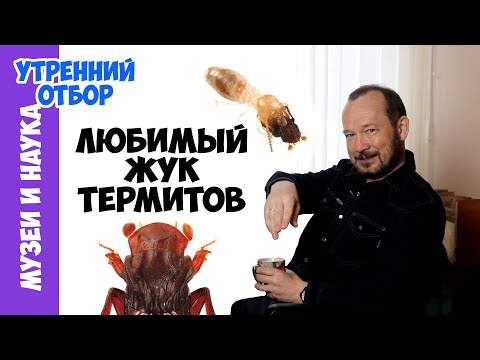 Видео: Новый термитный жук. Игорь Фадеев #Утреннийотбор