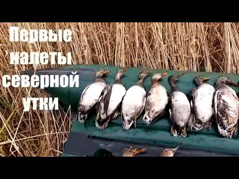 Видео: Утиная охота 2022.  Первые налеты северной утки.