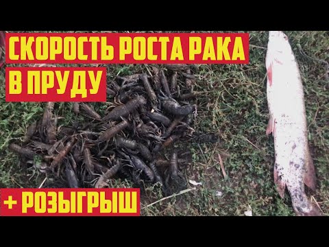 Видео: Розыгрыш малька АККР.На сколько вырос рак в пруду за 1.5 месяца
