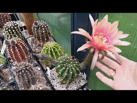 Видео: Треснул кактус.Красивые кактусы цветут.Белый эхинопсис.Обзор ребуций.Столбовидные кактусы.Лобивии.