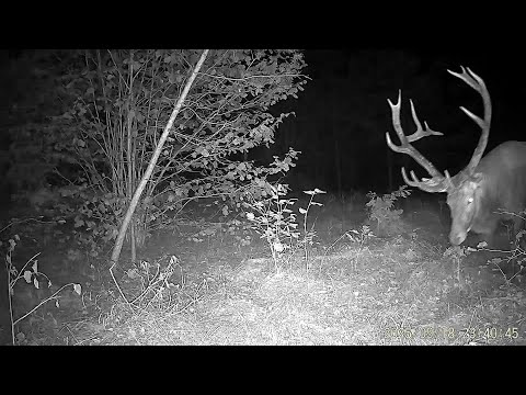 Видео: Фотоловушка. Гродненская область.Торфяники  "Святые болота", Дашковцы и д.Ельня  