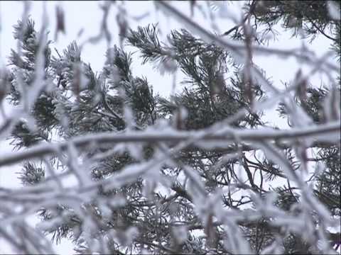 Видео: КОЛОГРИВ. ЛЕСНАЯ СКАЗКА