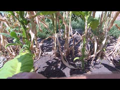 Видео: вторая ломка урожая сорта дюбек 12 августа 2021