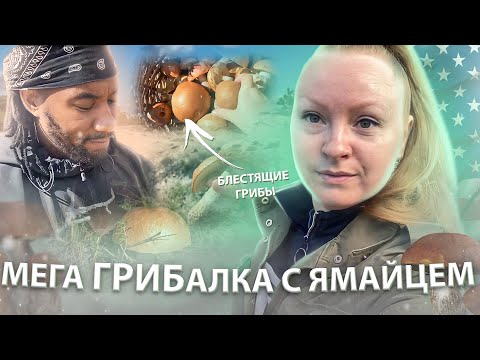 Видео: В АМЕРИКЕ НАШЕСТВИЕ ПОДОСИНОВИКОВ / СБОР ЛЕСНЫХ ГРИБОВ #mushroompicking #capecod #provincetown