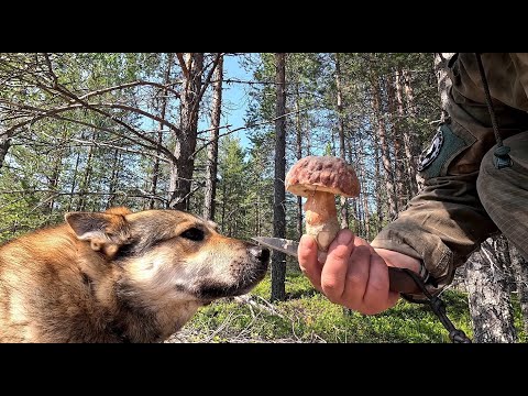 Видео: БЕЛЫЕ ГРИБЫ. СОБИРАЮ ГРИБЫ С СОБАКОЙ В ЛЕСУ. ЗАГЛЯНУЛ В ЛЕС И ОБАЛДЕЛ. СБОР БОРОВИКОВ. ЯДОВИТЫЙ ГРИБ