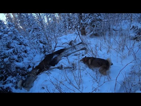 Видео: Охота на лося с лайкой#охота#охотассобакой#охотаслайкой