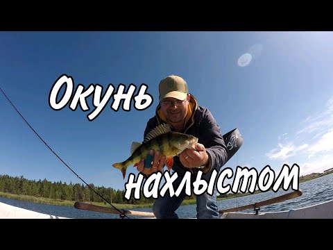 Видео: Нахлыст.Ловля окуня