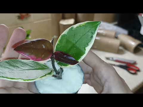 Видео: Распаковка часть Два. Папоротники и всякое-разное.