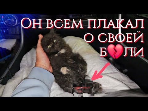 Видео: 💔Котёнок выживал один на улице и попал в беду/его нашла девочка и сообщила маме help save the kitten
