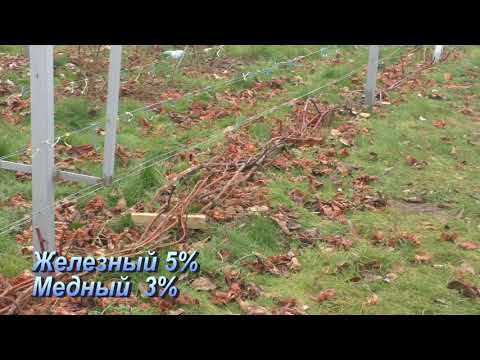 Видео: Зимнее укрытие винограда. Подготовка, сроки