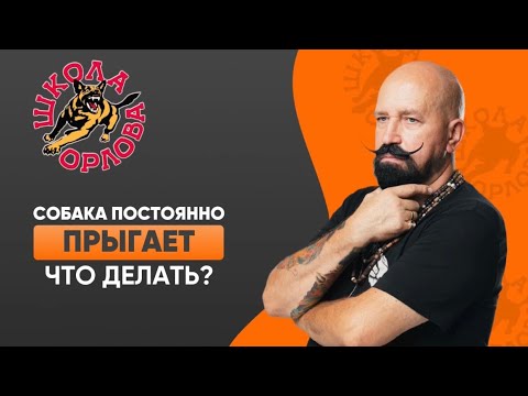Видео: Что делать, если собака все время скачет от перевозбуждения?