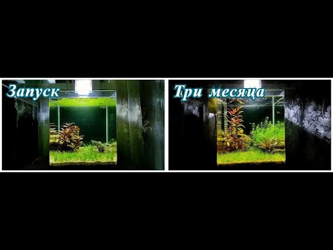 Видео: Аквариум #Dennerle_20L с формозами.  Три месяца после запуска.