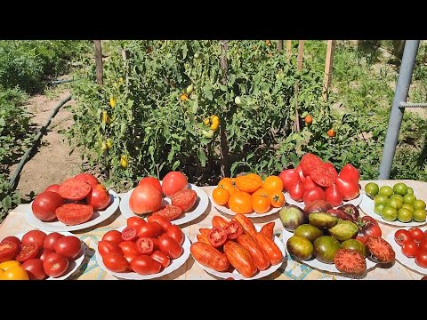 Видео: СОРТИ  ПОМІДОР,  ЯКІ  МИ  ВИРОЩУЄМО.  Які найкращі?