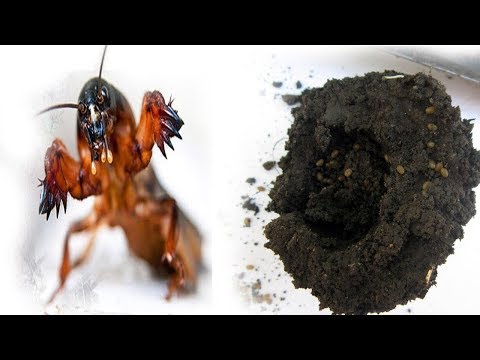 Видео: Как найти гнездо медведки.  Июнь - время активного размножения! Как помешать?