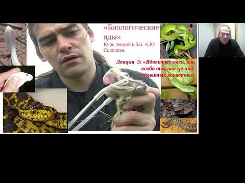 Видео: А. Ю. Соколов - Биологические яды (для "Факультета наук о жизни" МИП) - Лекция 5 (Змеи) - 26.09.2025