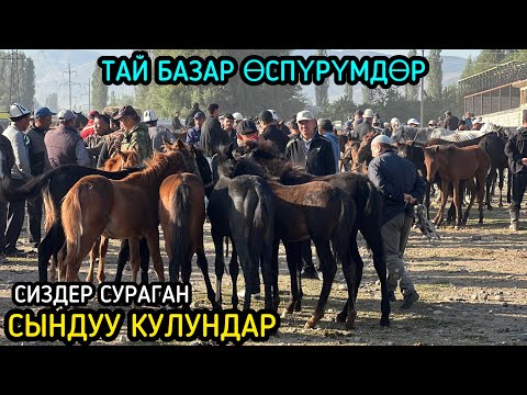 Видео: АРАЛ ТАЙ БАЗАРЫ  10 сентябр 2025  Жыл