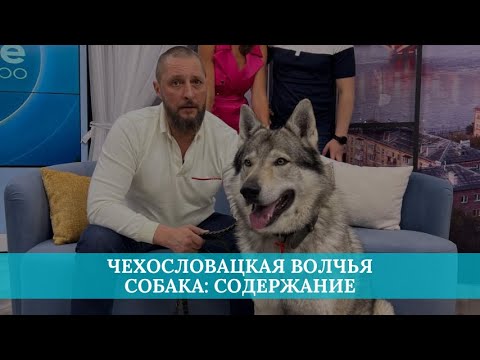 Видео: Чехословацкая волчья собака: содержание