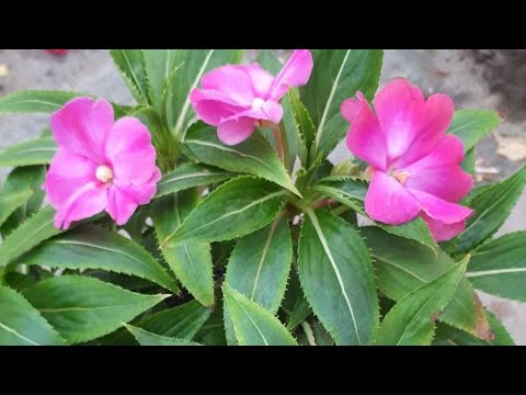 Видео: БАЛЬЗАМИН НОВОГВИНЕЙСКИЙ. Размножение черенками.