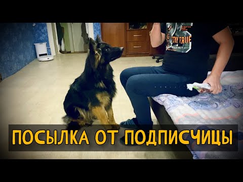 Видео: ДРЕССИРОВКА ДЖЕССИНДЫ ПРЯНИКОВОЙ. ПОСЫЛКА ОТ ПОДПИСЧИЦЫ
