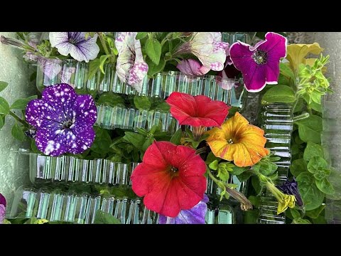 Видео: Ура-а-а.Получила посылку с агрофирмы.Обзор посылки🤗