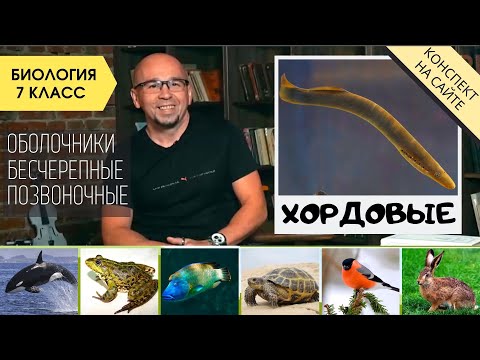 Видео: Тип Хордовые. Биология 7 класс. Характеристика. Ланцетник, позвоночные животные, примитивные формы