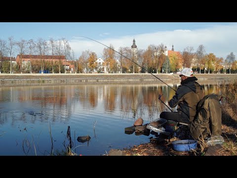 Видео: Фидер на Реке Пина! Золотая Осень / Телепроект ПАТЕРНОСТЕР /