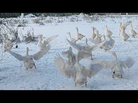 Видео: Гуси мамуты работящие