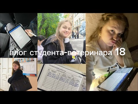 Видео: влог студента-ветеринара #18 (летняя сессия 3 курса)