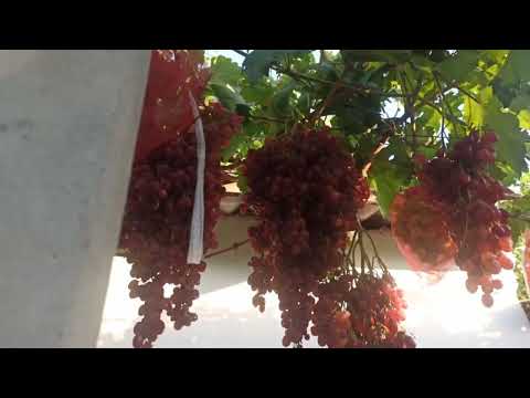 Видео: Ангури Велес,маълумоти пурра.