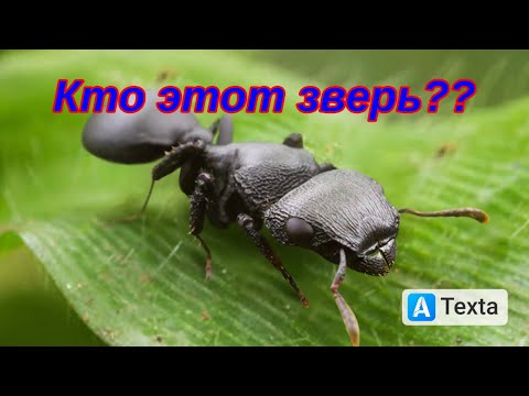 Видео: The Ants. Щитоголовый муравей-черепаха