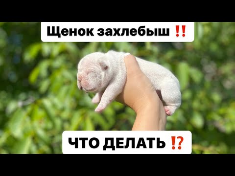 Видео: Щенок захлебыш ! Что делать с новорожденным !?