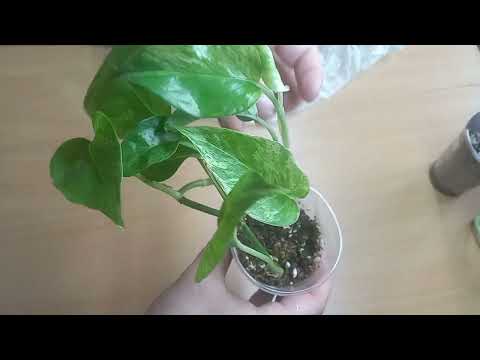 Видео: Распаковка, новиночки!