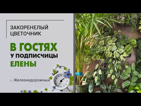 Видео: В гостях у Елены. Эпипремнумы, алоказии, филодендроны, вертикальное озеленение.  г Железнодорожный