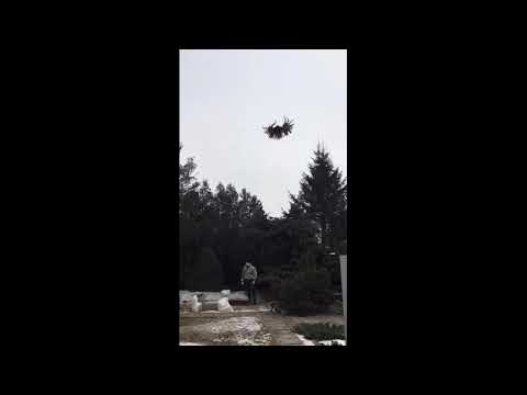 Видео: Голуби Маношина А. и