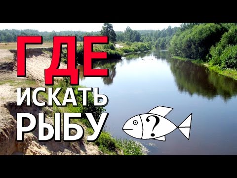 Видео: Где искать хищника на незнакомой реке : НР #5